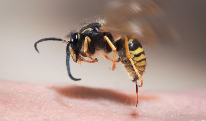Darázscsípés, méhcsípés kezelése - mit tegyek?